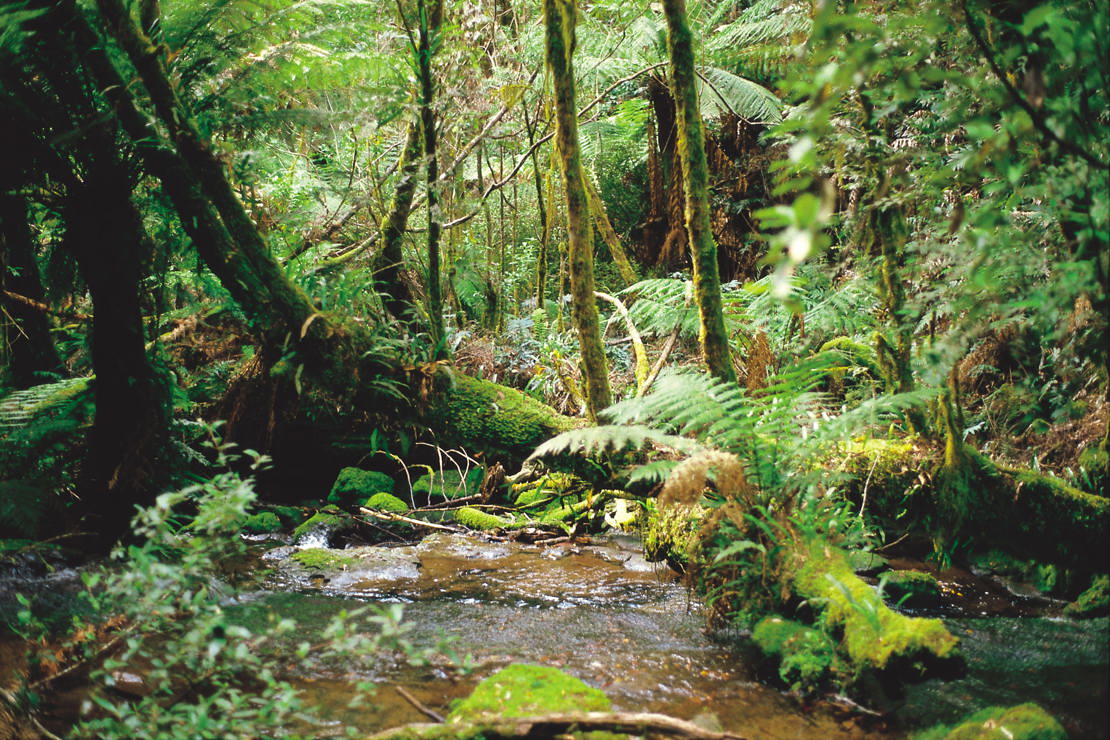iStock-521266077Rain Forestonceawithin